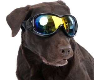 Câine cu ochelari de soare