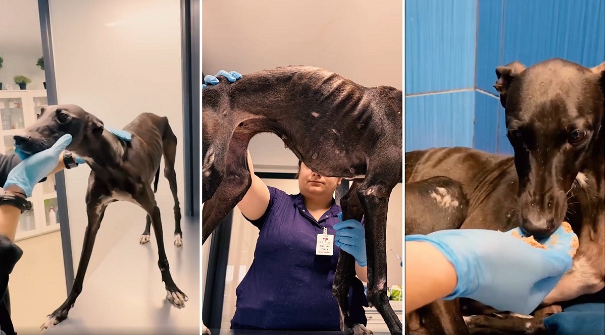 ogarita bolnava si salvata