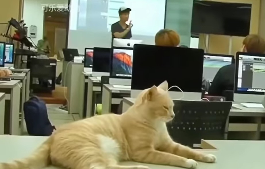 Pisică într-o sală de cursuri.