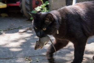 pisica a prins un soarece