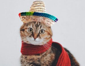 Pisică cu pălărie de paie și fular