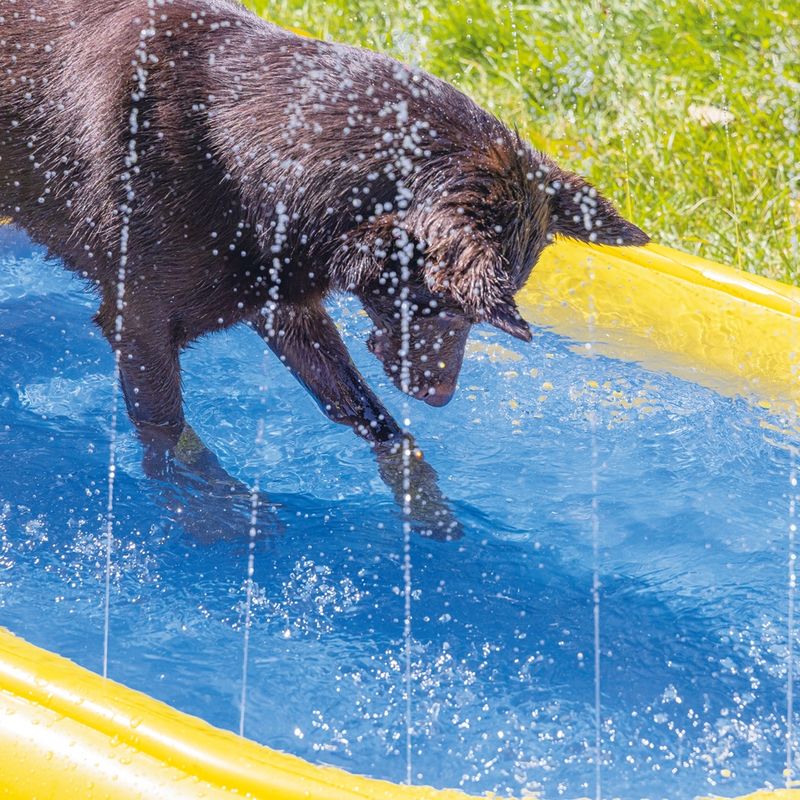 Câine în piscină gonflabilă
