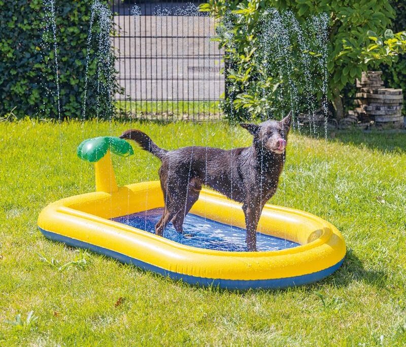 Câine în piscină gonflabilă