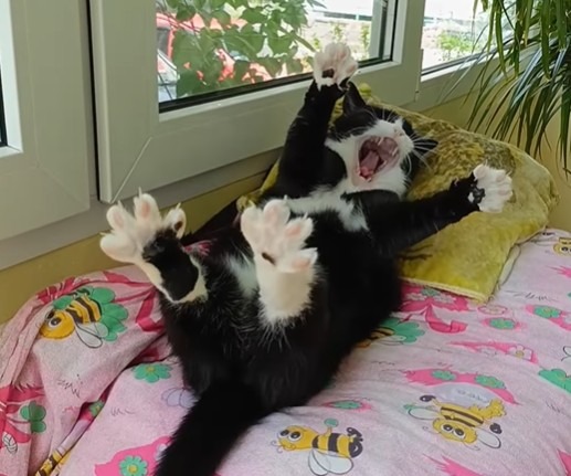 Pisică întinsă pe spate pe un pat.