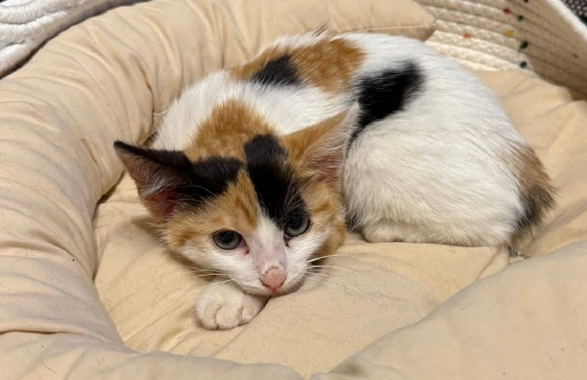 o pisica are nevoie de o familie