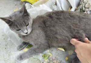 o pisica gri abandonata de stapani