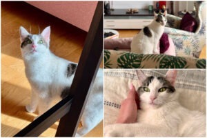 Colaj cu pisica Hera