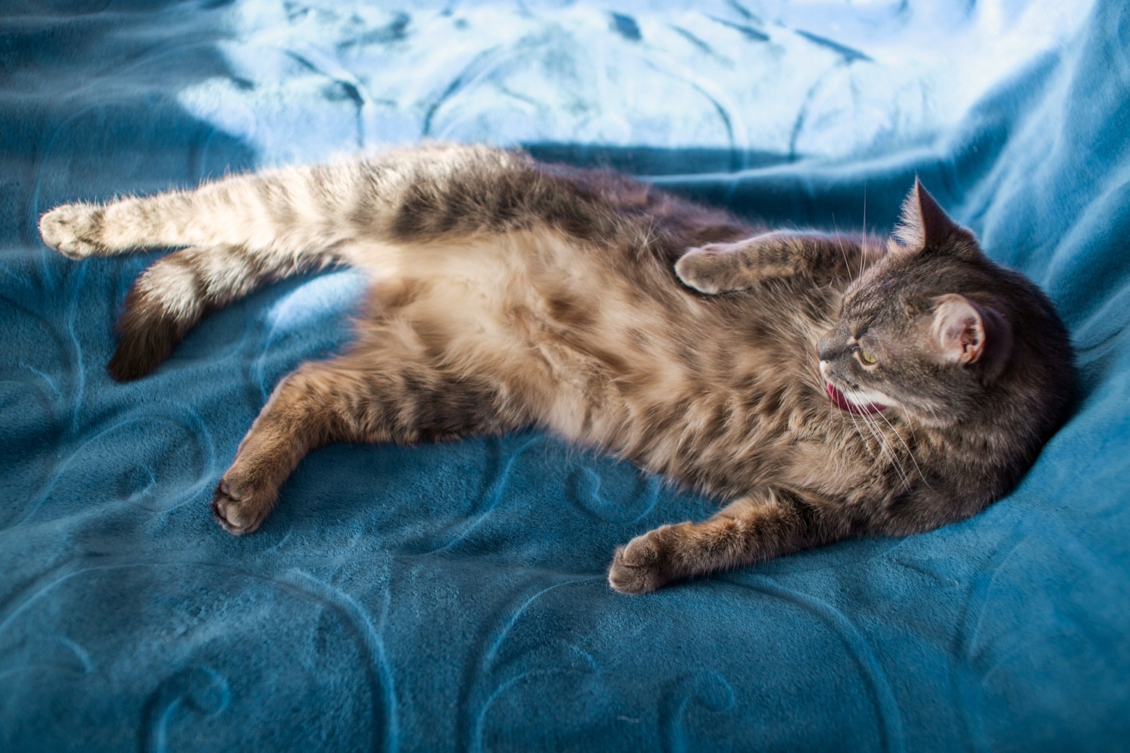 Pisică întinsă pe pat