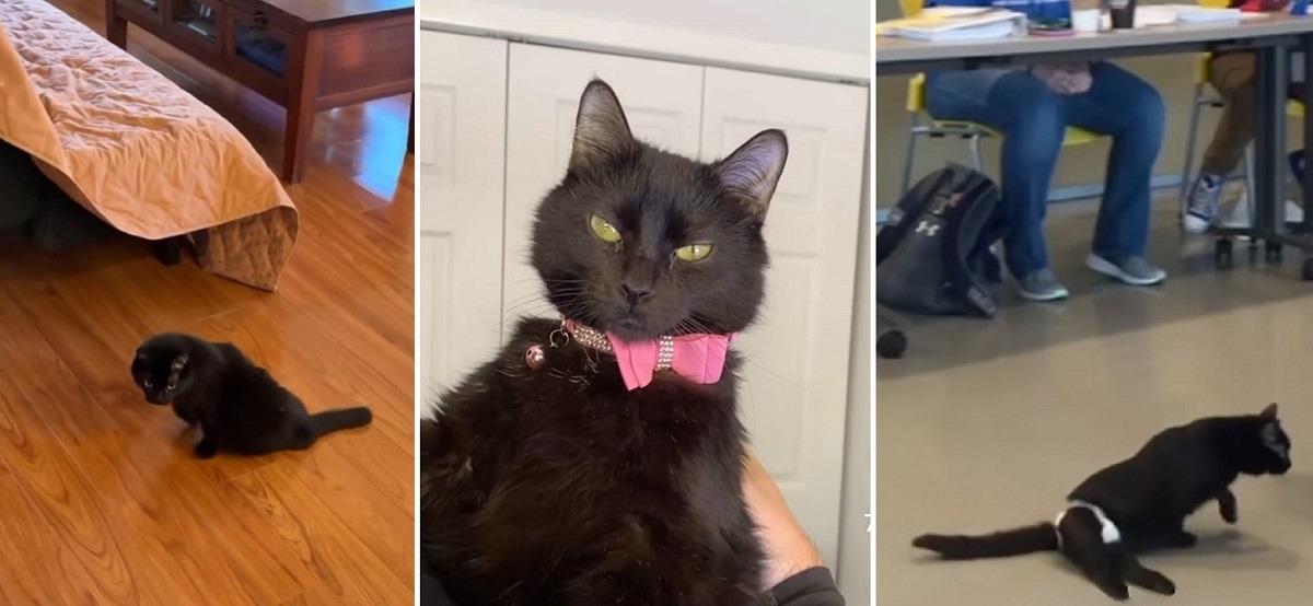 o pisica neagra paralizata