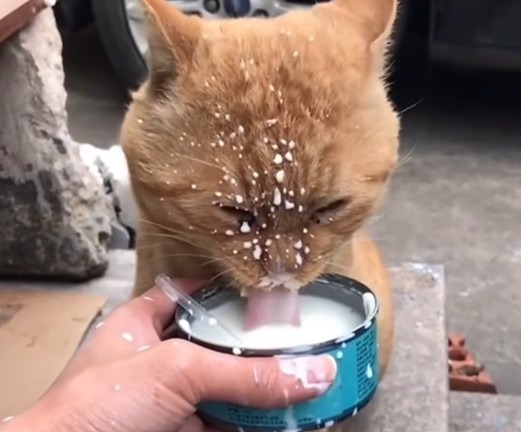 O pisică portocalie bea lapte dintr-o conservă.