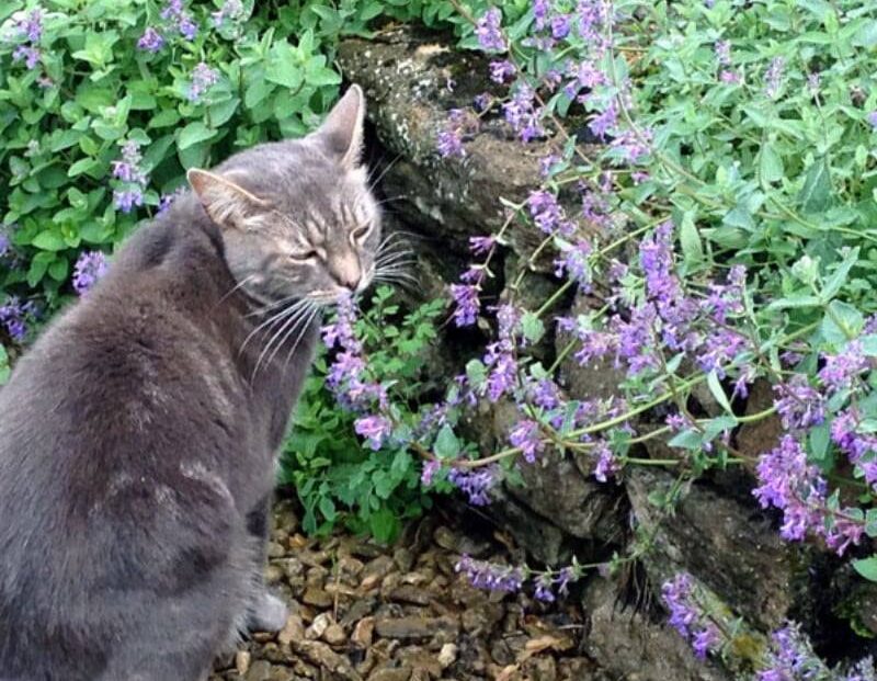 Pisică adulmecă iarba mâței