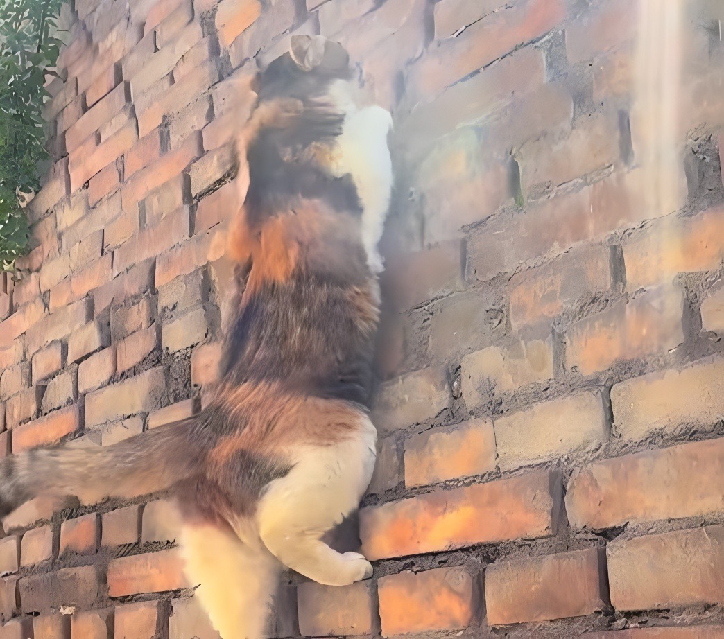 O pisică escaladează un zid de cărămidă.