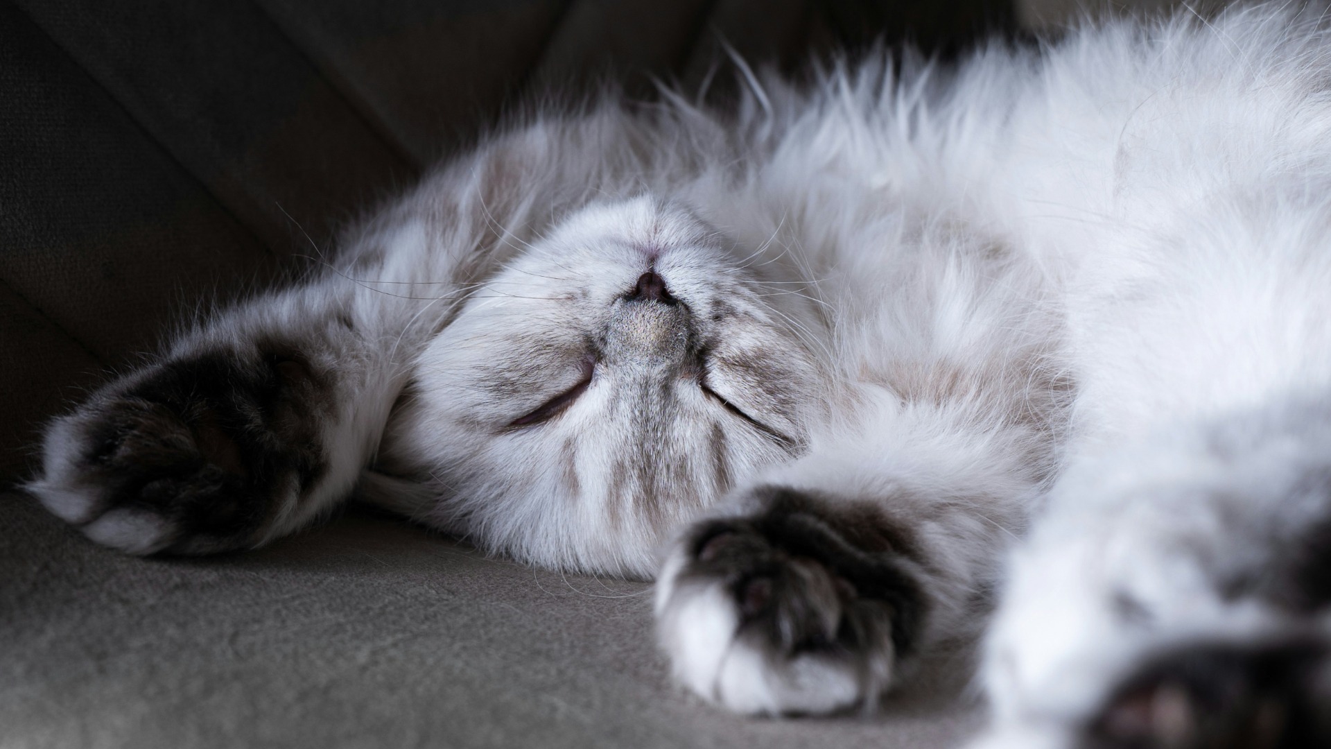 O pisică pufoase doarme cu lăbuțele în sus.