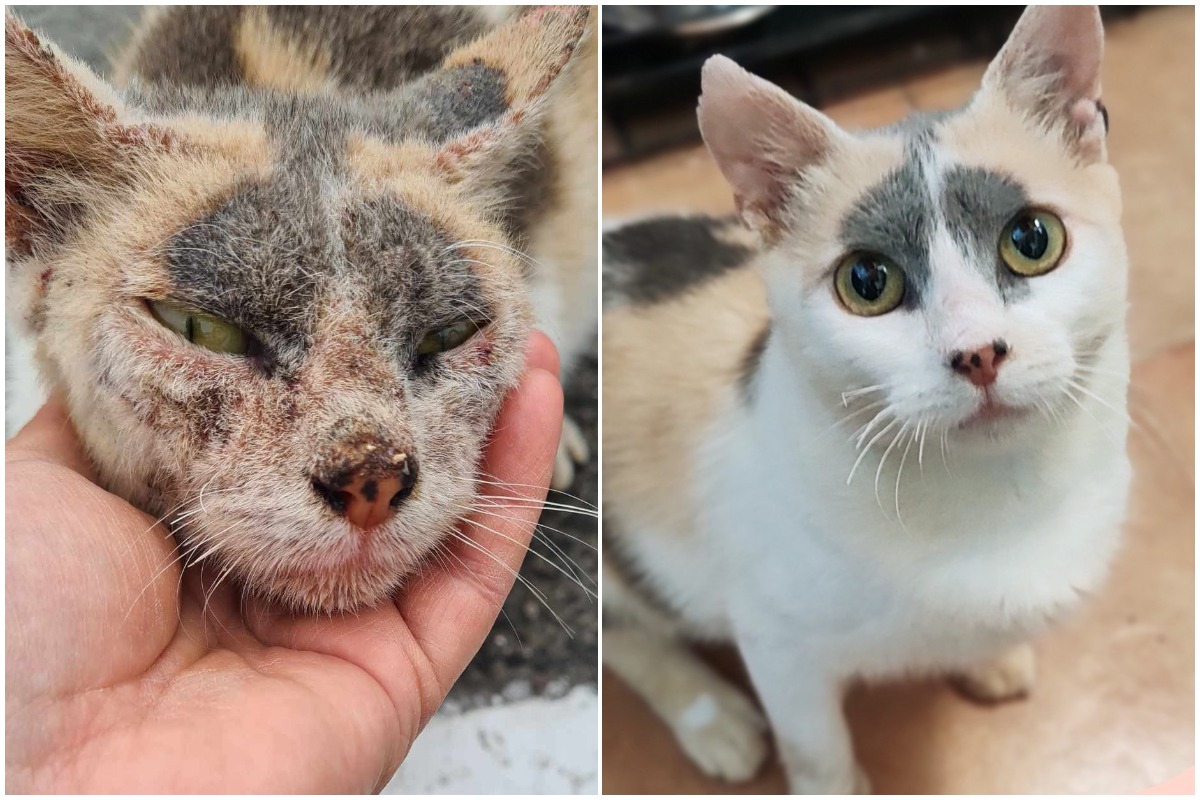 Colaj cu pisica din Eforie