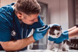 Pisică la veterinar