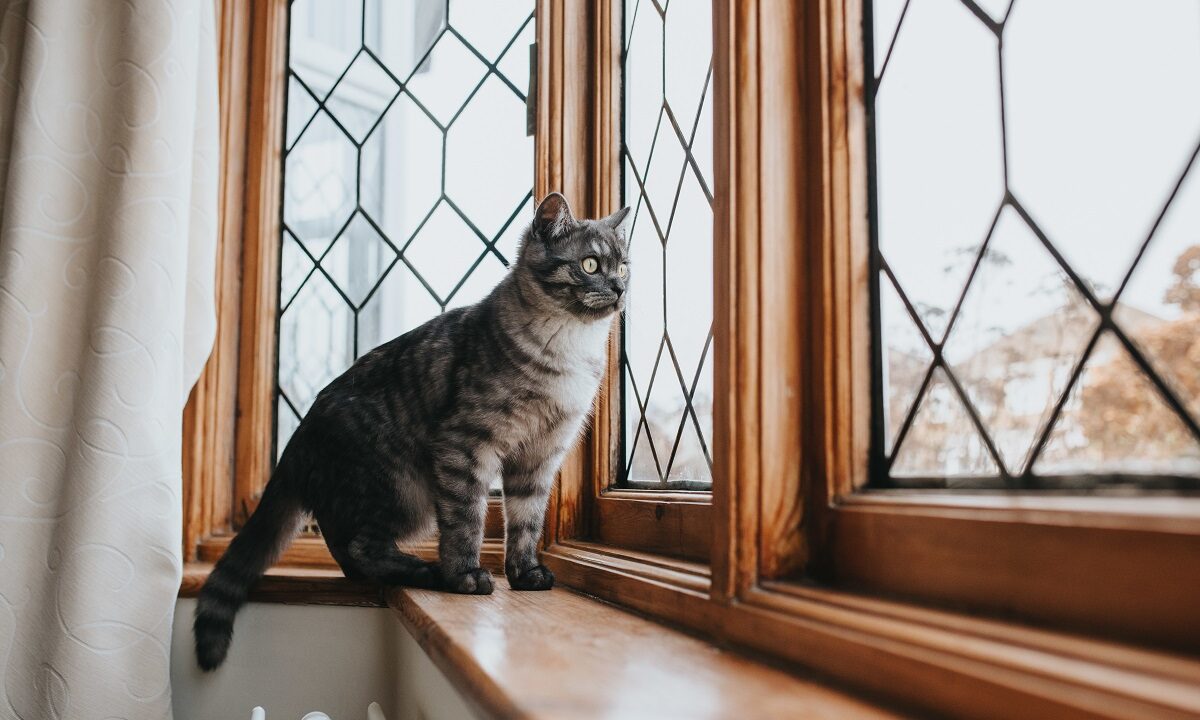 o pisica se uita afara