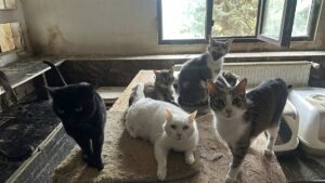 pisici in apartament