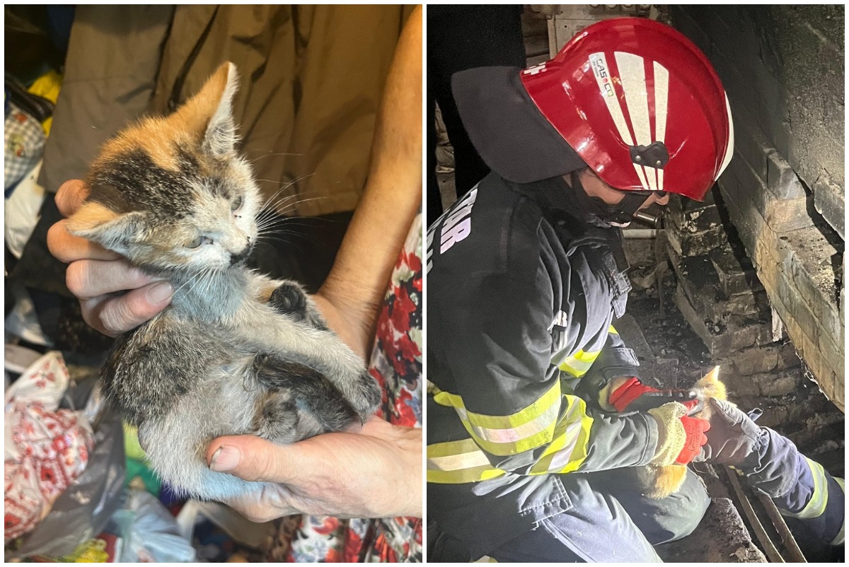 pisicuta-salvata-pompieri-isu-timis
