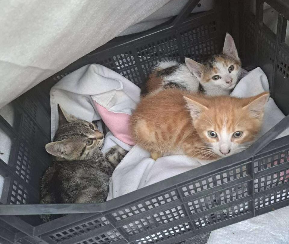 Pisoi într-o lădiță de plastic