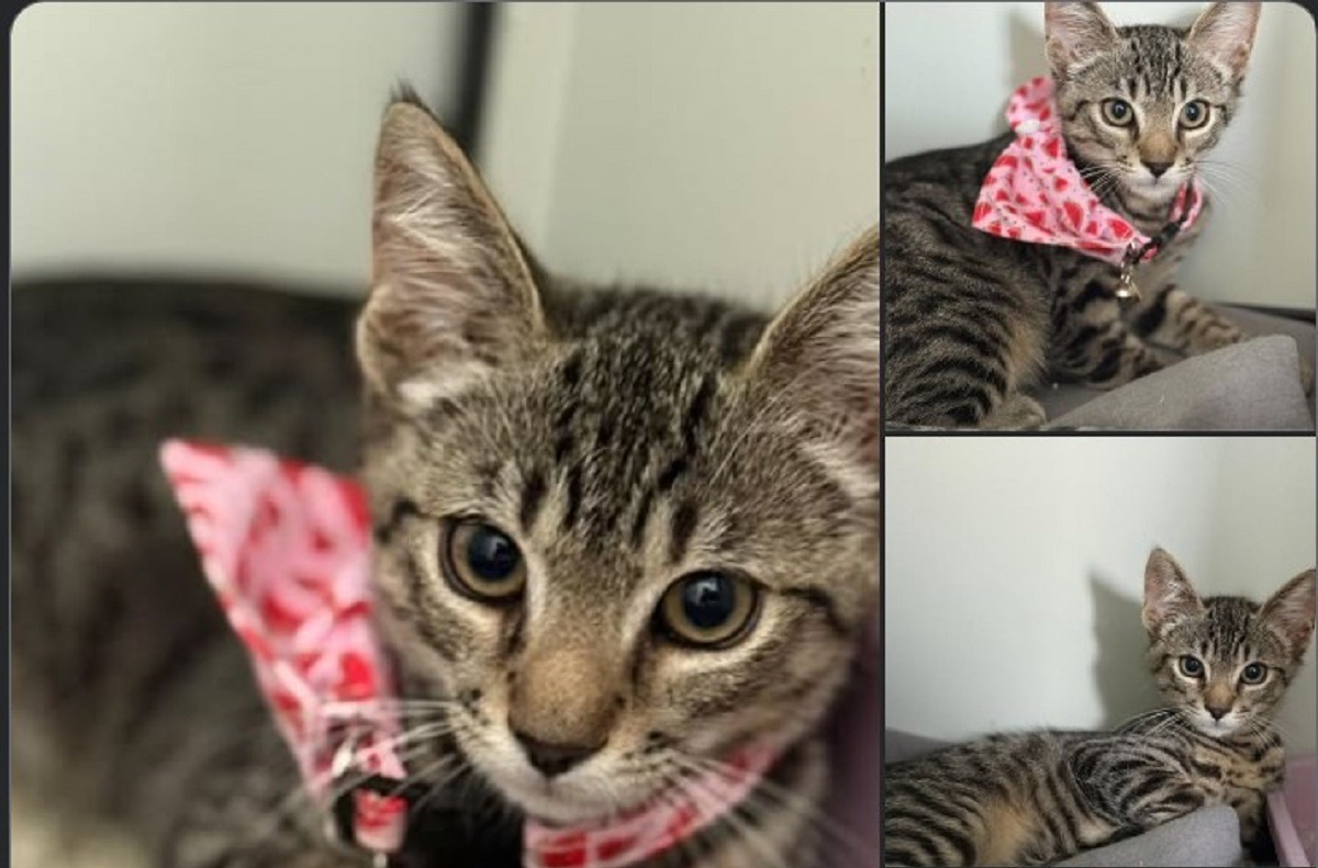 un pisoi tigrat are nevoie de o familie