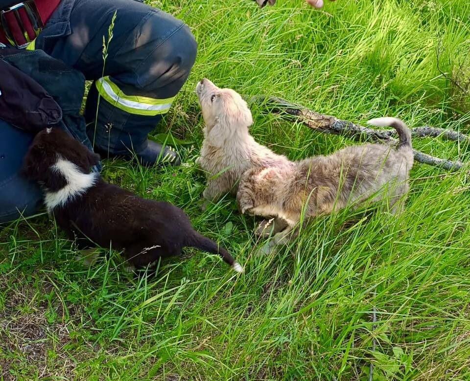 Câței lângă un pompier