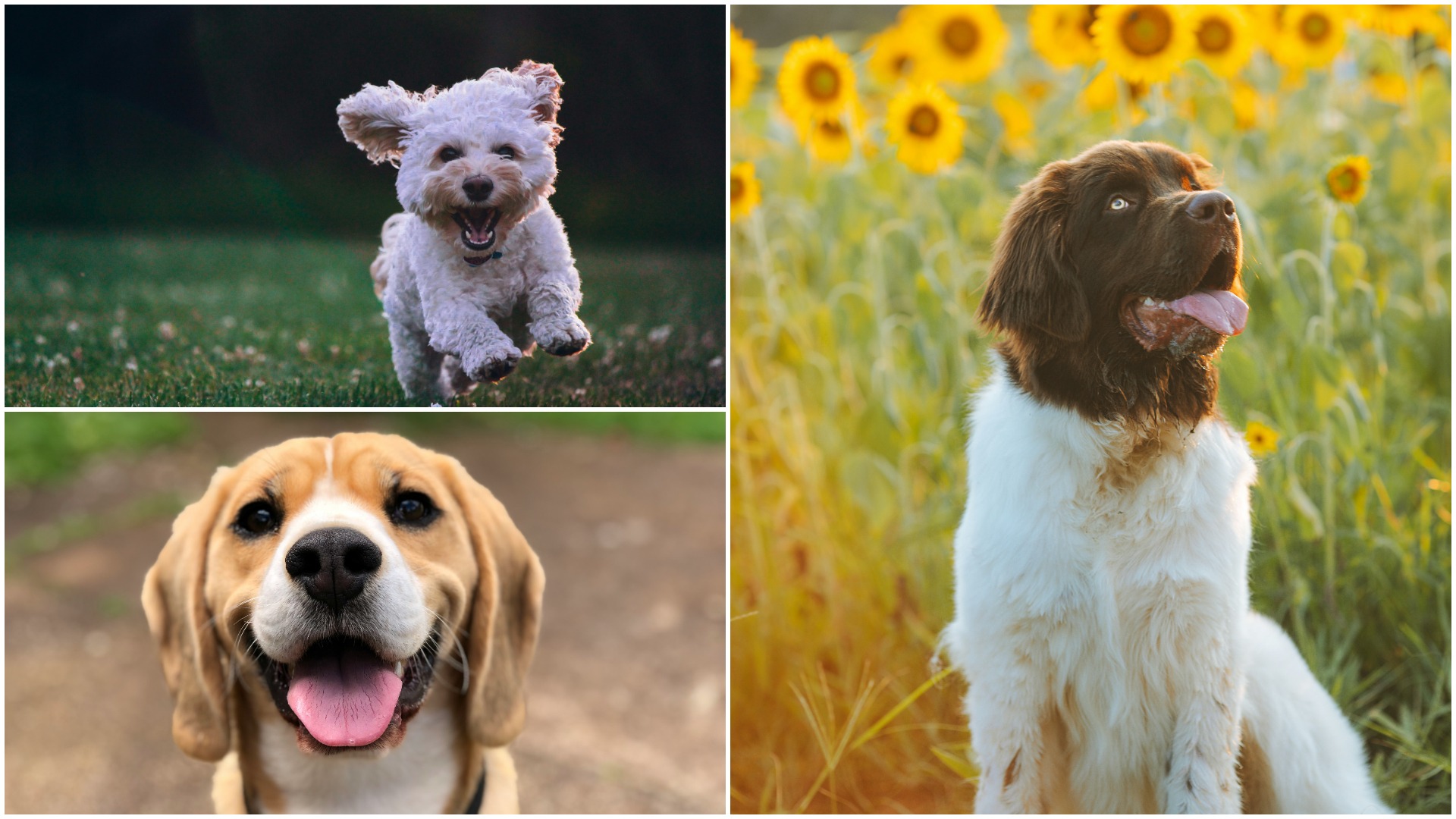 Colaj foto cu 3 rase de câini potrivite pentru persoanele care suferă de autism: pudel, beagle și newfoundland.