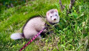 rita-dihor-animal-de-companie