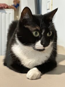 rocky-tuxedo-cat (1)