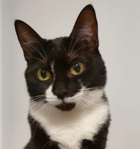 rocky-tuxedo-cat (2)