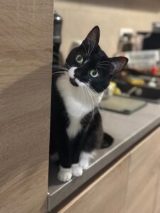 rocky-tuxedo-cat (3)