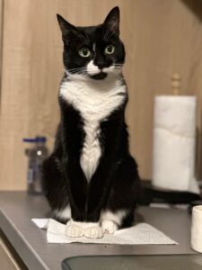 rocky-tuxedo-cat (4)