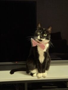 rocky-tuxedo-cat (5)