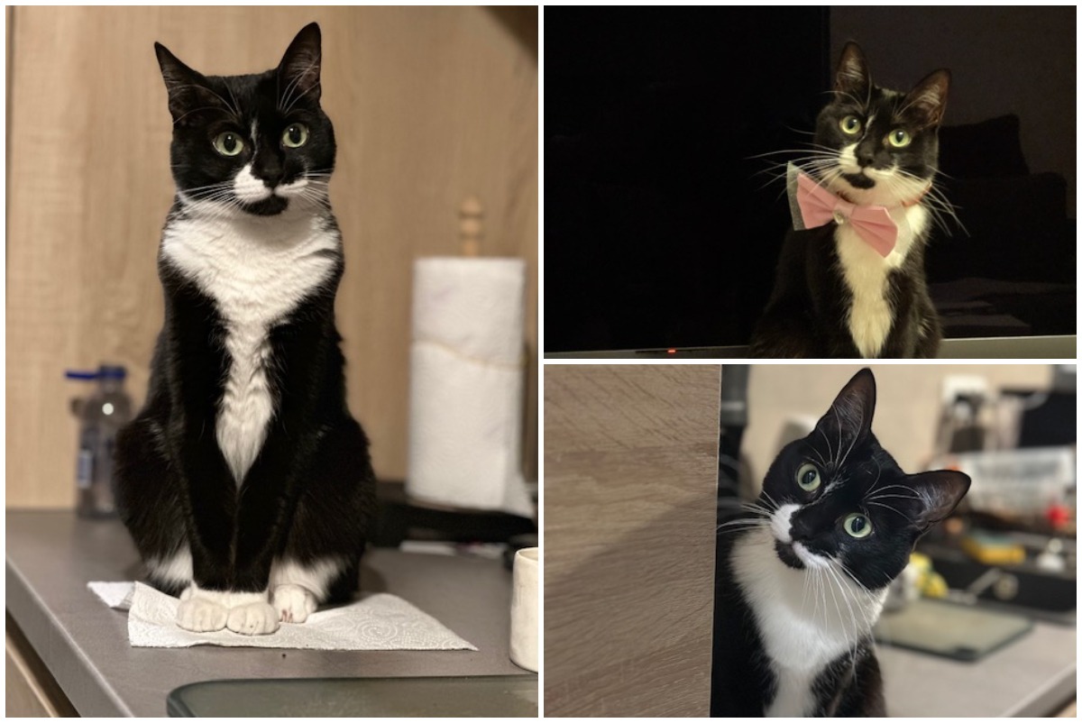 Colaj cu pisica Rocky