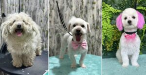 catel tuns si aranjat la salon