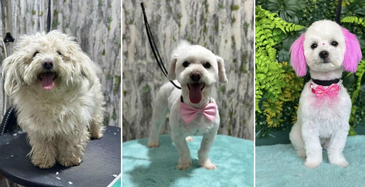 catel tuns si aranjat la salon