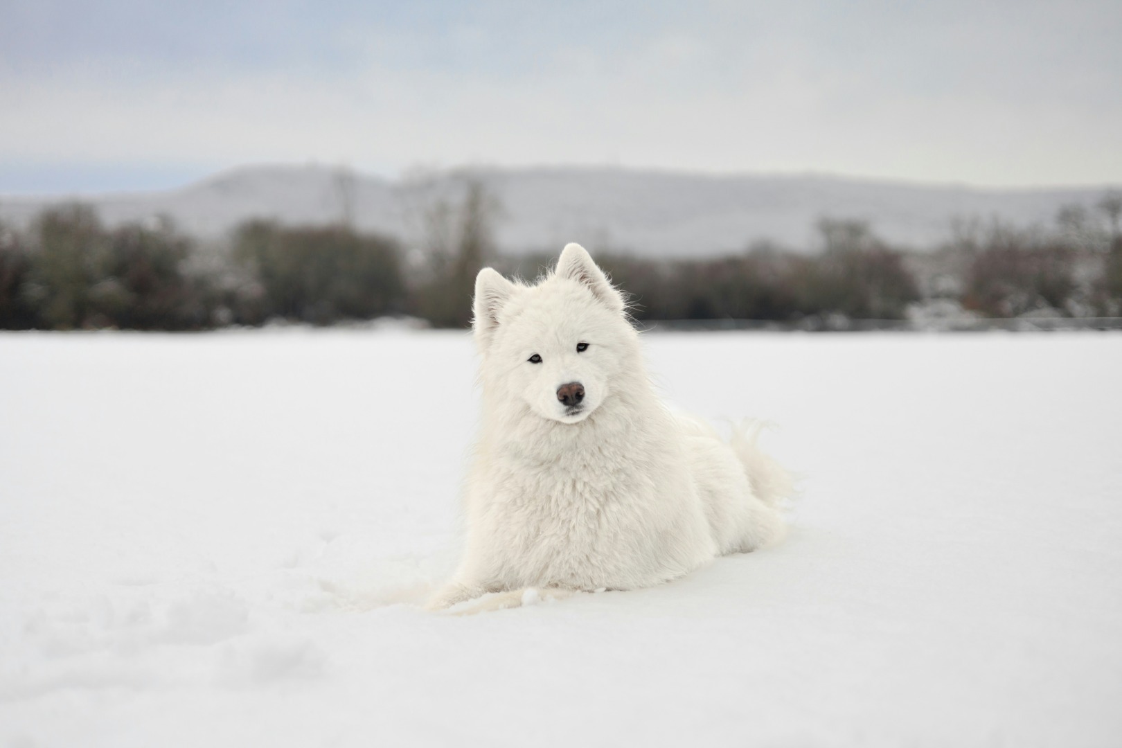 Câine Samoyed în zăpadă.