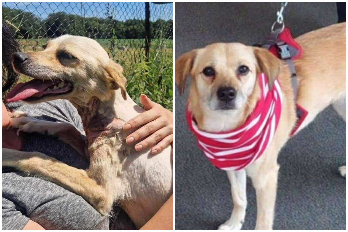 Colaj cu cățelușa Sofie