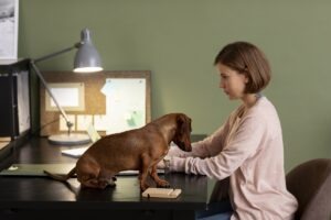 cainele sta pe masa de birou a stapanei