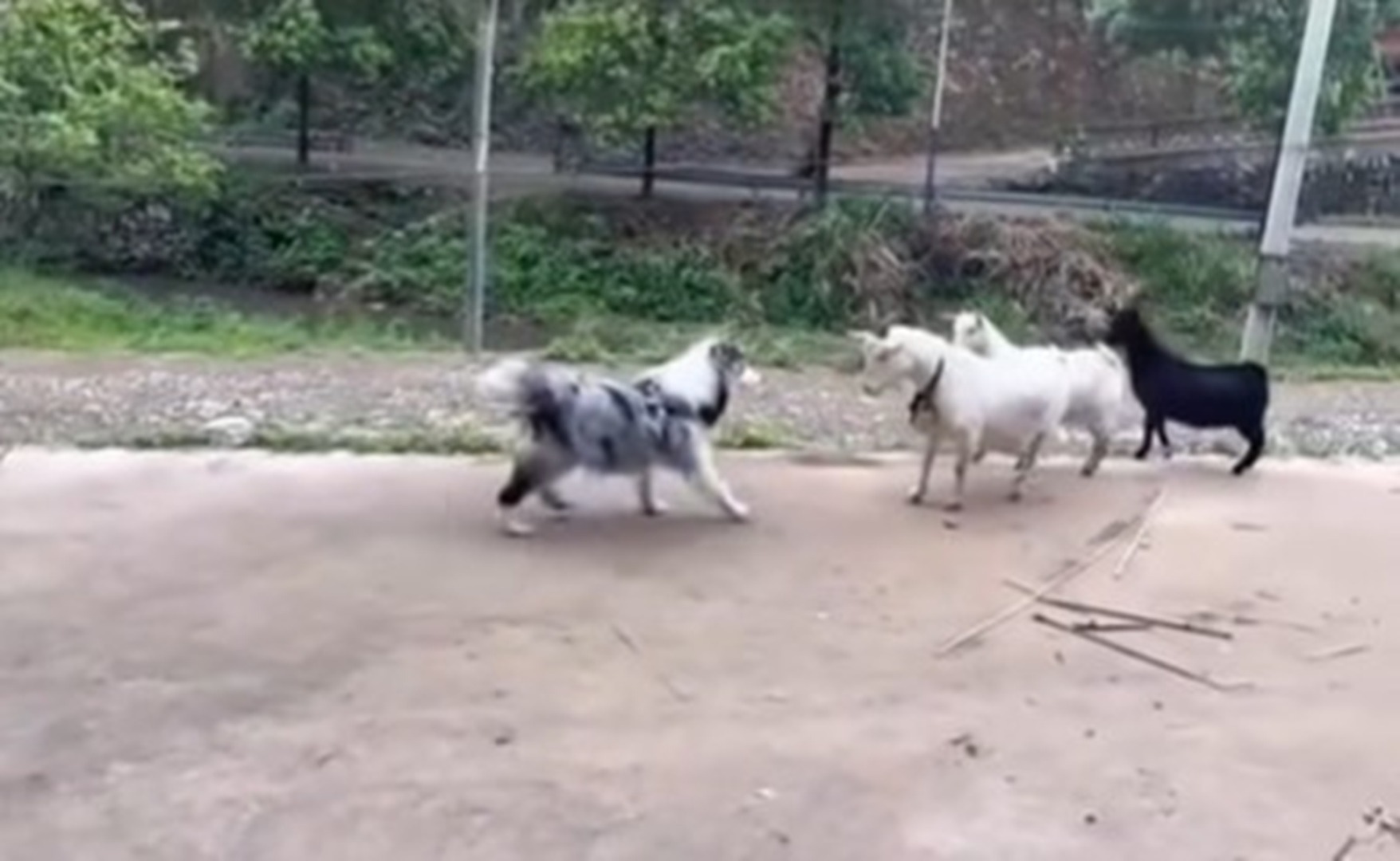 Un câine și trei capre