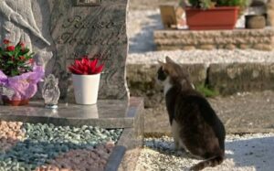 Motan care stă pe un mormânt