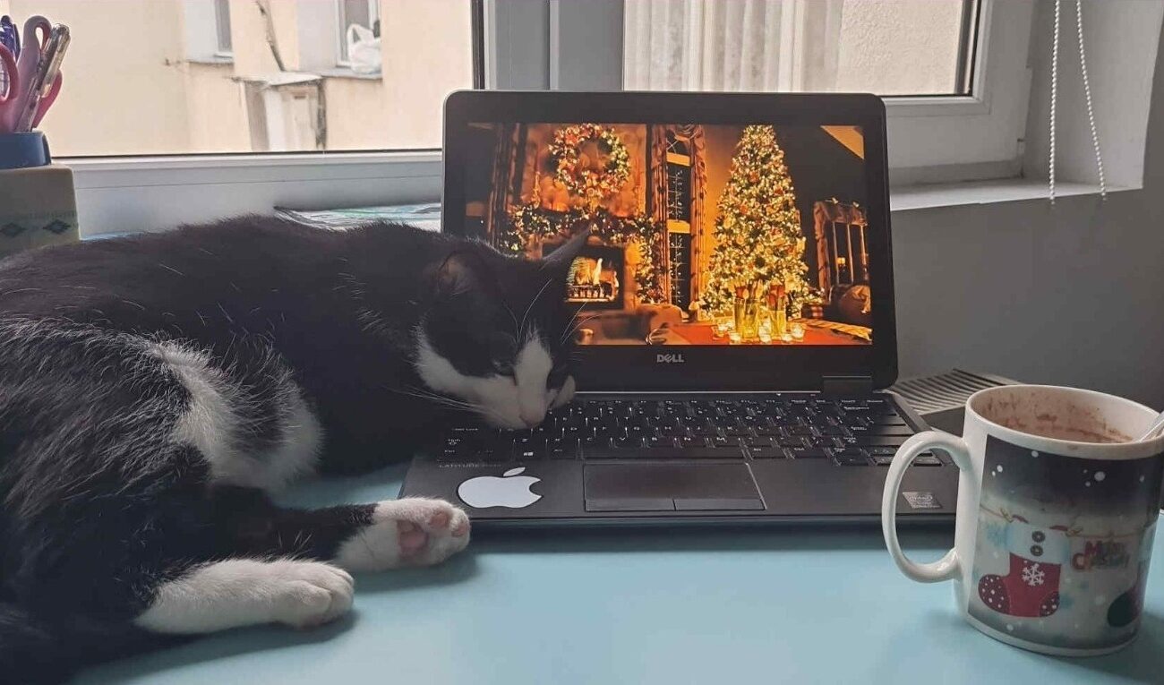 Motan lângă laptop