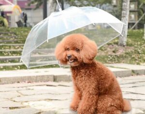 Câine protejat de o umbrelă