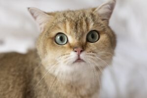 o pisica cu urechile in lateral