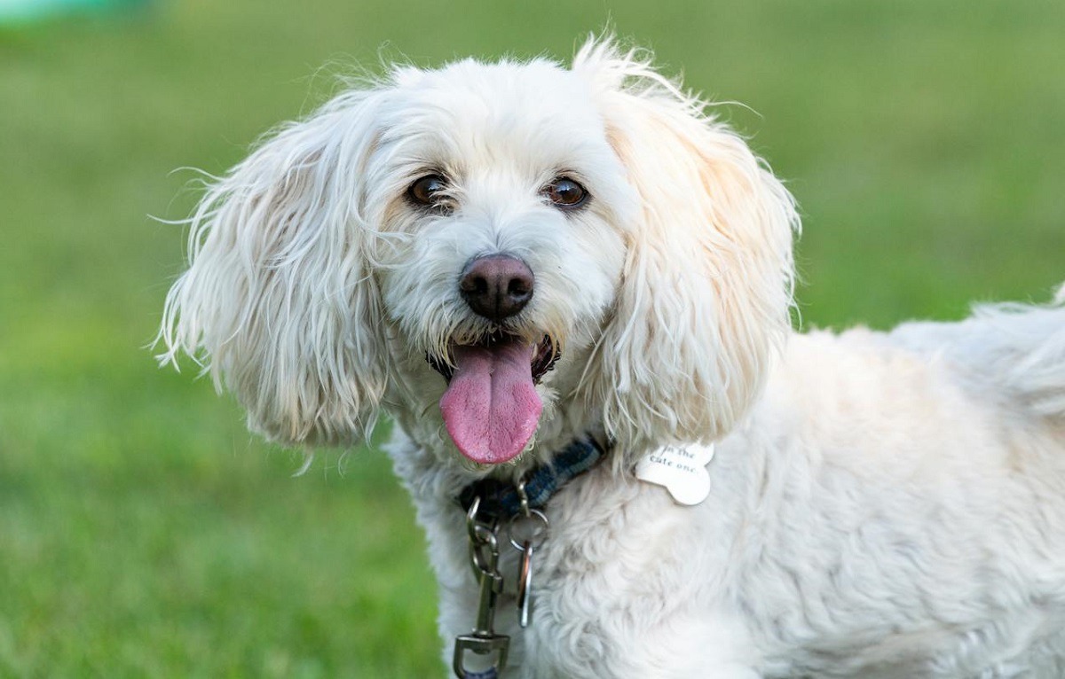 un caine alb cu limba scoasa