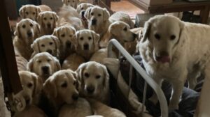 multi caini de rasa tinuti in casa