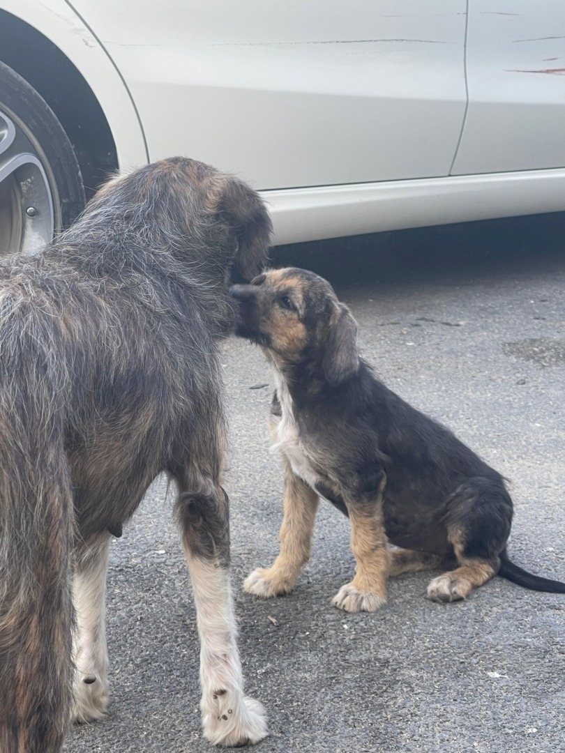 38335af9-f645-46c9-9698-d821ad34edb0