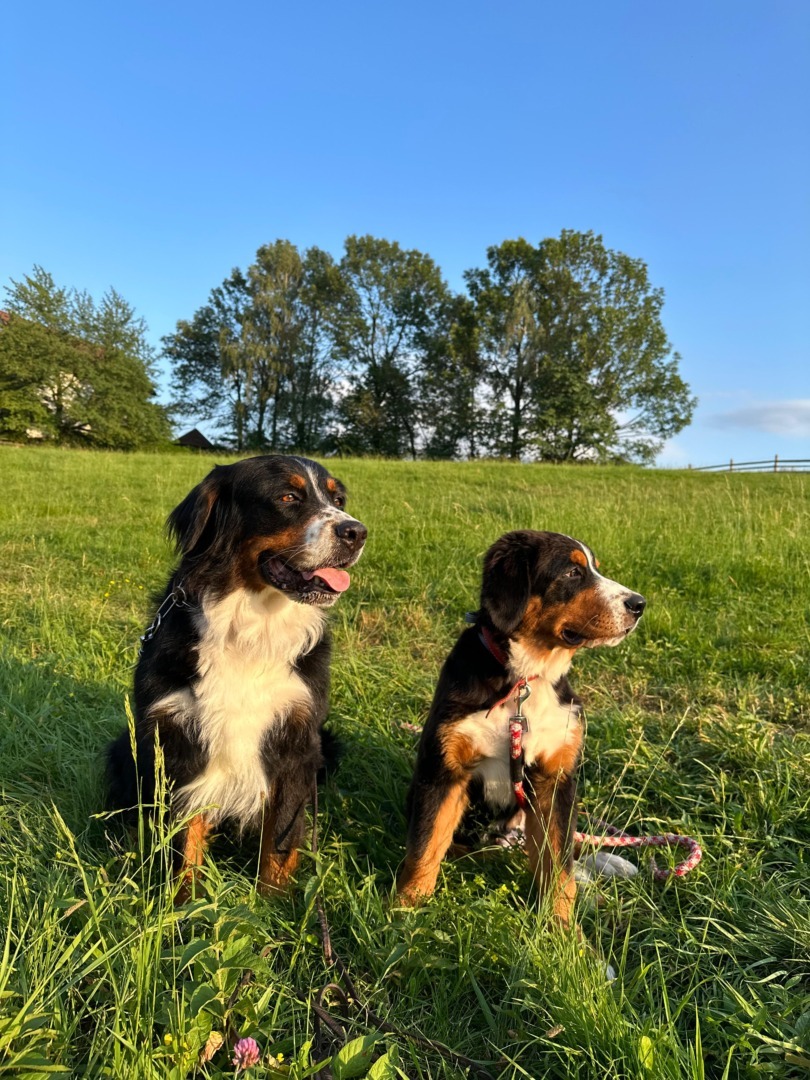 43035bc6-8b3c-4388-8b60-53160da74ad5