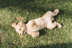 cainele se tavaleste in iarba