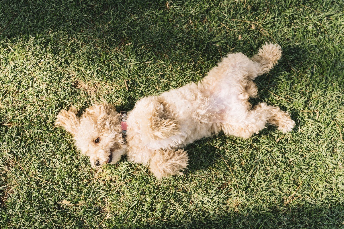 cainele se tavaleste in iarba