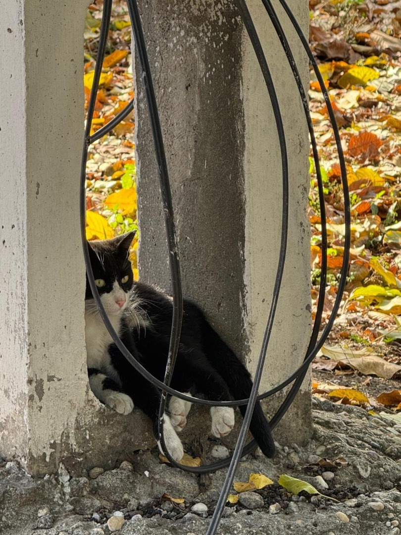 510800291_705361915602032_1520957537305605215_n